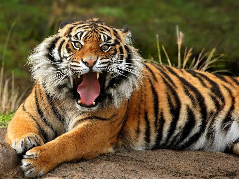 Угрозы и сохранение видов подсемейства Pantherinae