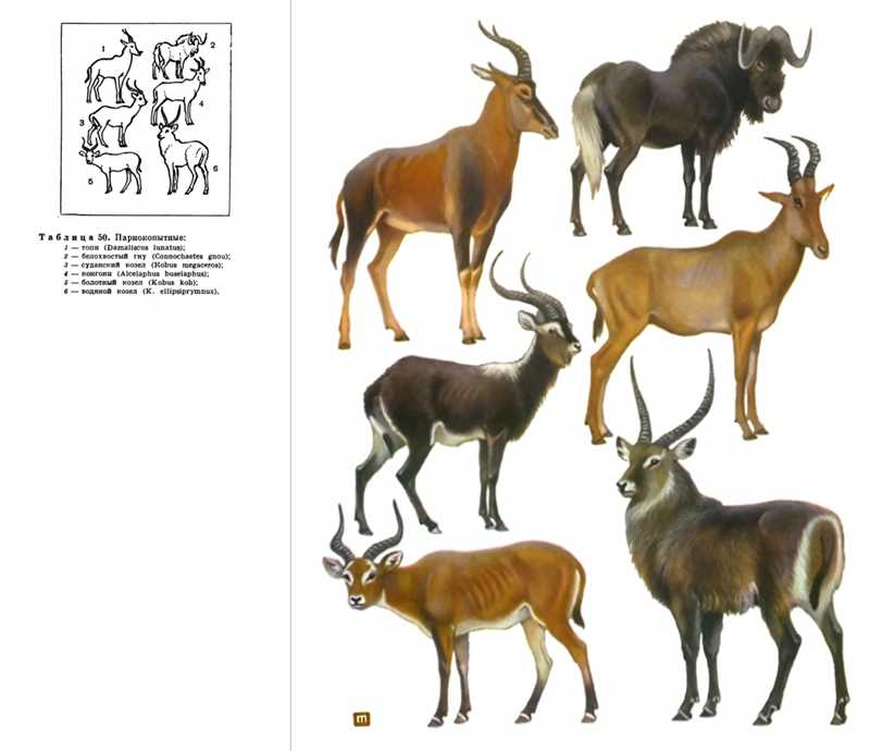Подсемейство Бубалы, или коровьи антилопы, или торы (Alcelaphinae)