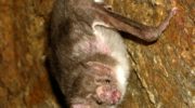 Подсемейство летучих мышей Вампировые, или кровососы (Desmodontinae)