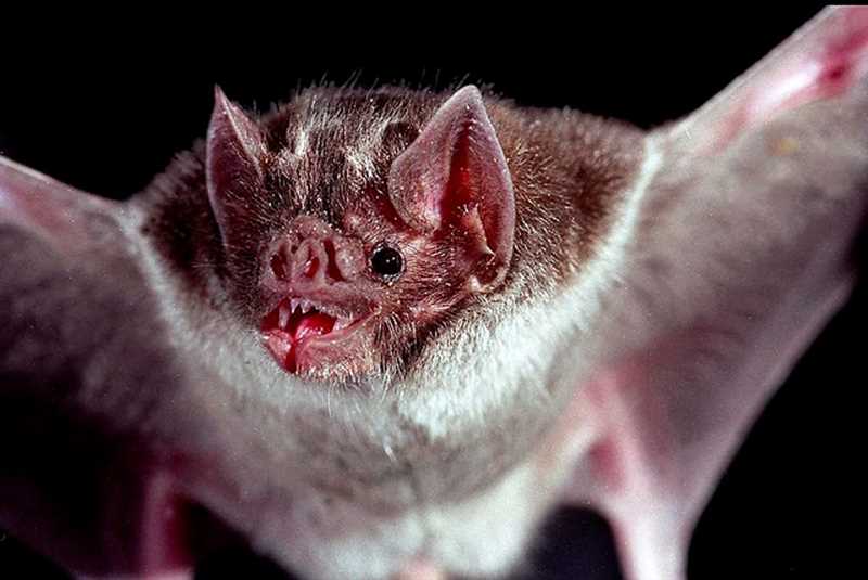 Причины вампиризма у летучих мышей