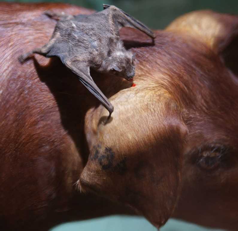Анатомические особенности летучих мышей вампировых