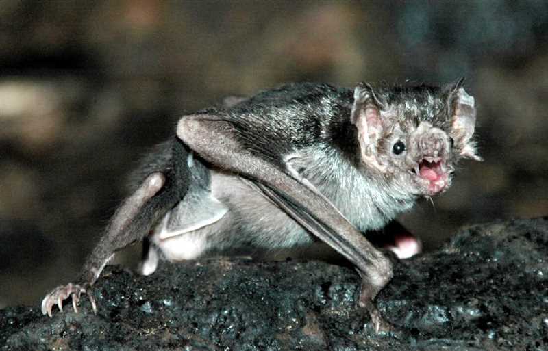 Малая вампирская летучая мышь