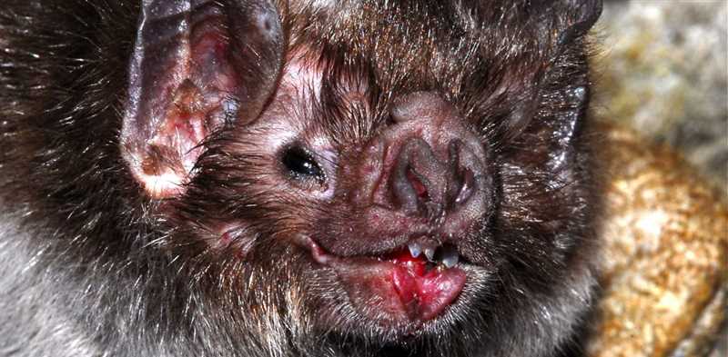 Подсемейство летучих мышей Вампировые, или кровососы (Desmodontinae)