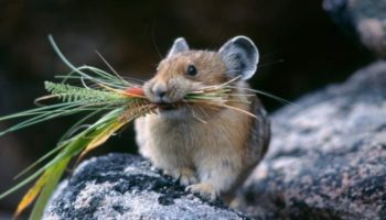 Полевая мышь (Apodemus agrarius) — особенности, привычки и распространение