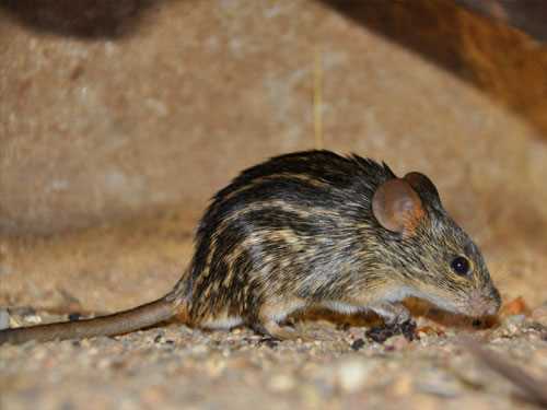 Полосатая мышь (Lemniscomys striatus)