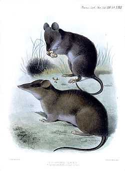 Полосатые крысы в научных исследованиях