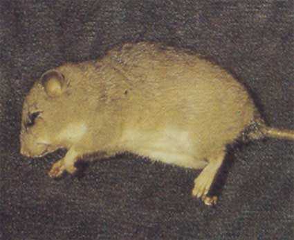 Приспособления полосатых крыс к среде обитания