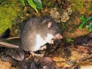 Полосатые крысы (Chrotomys)