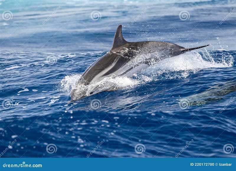 Влияние человеческой деятельности на численность полосатых дельфинов