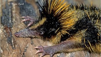 Полосатый тенрек — удивительное создание Мадагаскара
