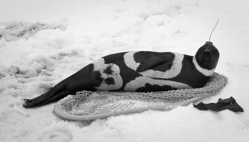 Полосатый тюлень — удивительное создание природы