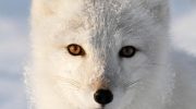 Полярная лисица — дикая красавица Арктики