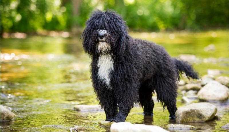 Цена португальской водяной собаки