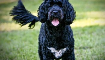 Португальская водяная собака — плюсы и минусы, характеристики, внешний вид, сравнение