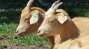 Правила разведения и ухода за козами в домашних условиях для начинающих