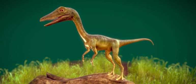 Описание и характеристики Прокомпсогната (Procompsognathus)