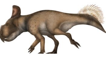 Протоцератопс (Protoceratops)