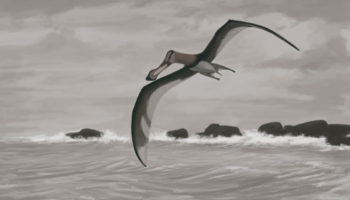 Птерозавры, или летающие ящеры (Pterosauria)