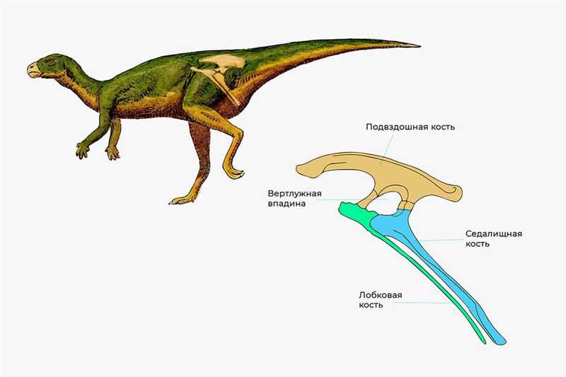 Эволюционный развитие птицетазовых динозавров