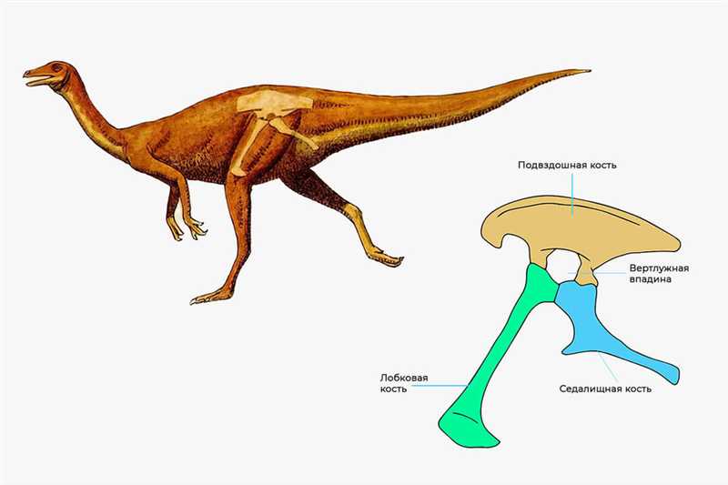 Птицетазовые динозавры, или орнитисхии (Ornithischia)