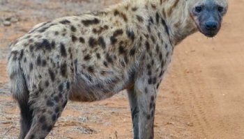 Пятнистая гиена — особенности и поведение