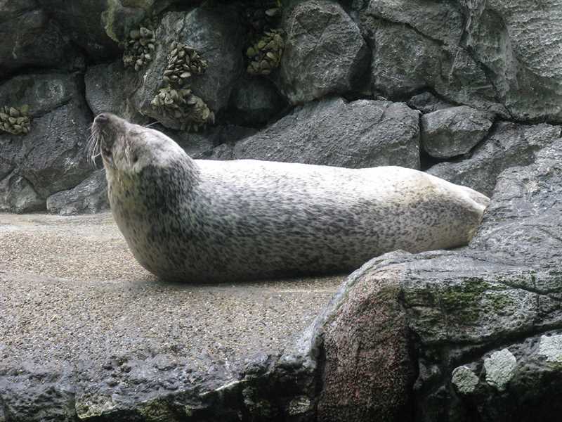 Питание и способы охоты пятнистого тюленя
