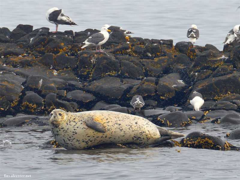Экотуризм и наблюдение за пятнистыми тюленями