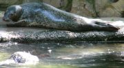 Пятнистый тюлень, ларга (Phoca largha) — особенности и образ жизни