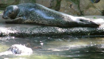 Пятнистый тюлень, ларга (Phoca largha) — особенности и образ жизни