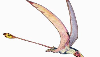 Рамфоринх — описание и особенности динозавра