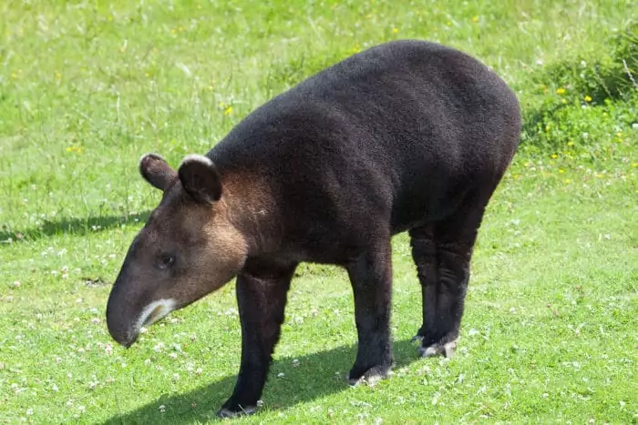 Равнинный или бразильский тапир