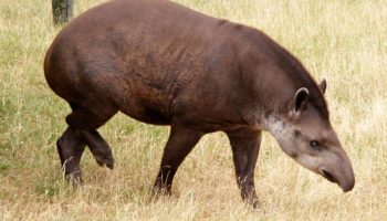Равнинный тапир — особенности и место обитания
