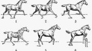 Разбор видов аллюра у лошадей