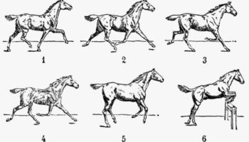 Разбор видов аллюра у лошадей