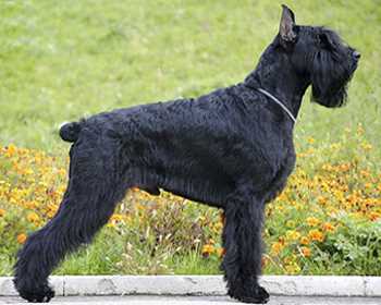 Ризеншнауцер (Гигантский шнауцер): плюсы и минусы породы собак