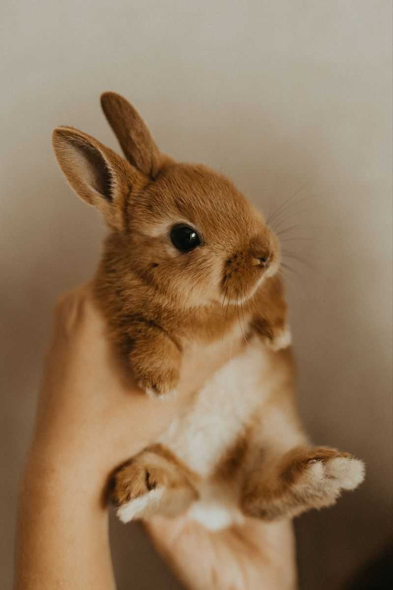 Список 1. Особенности потомства рыжих кроликов:
