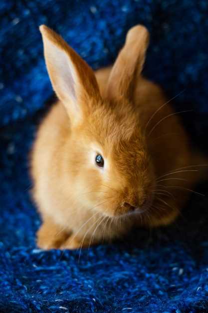 Особые забота и требования к содержанию рыжего кролика