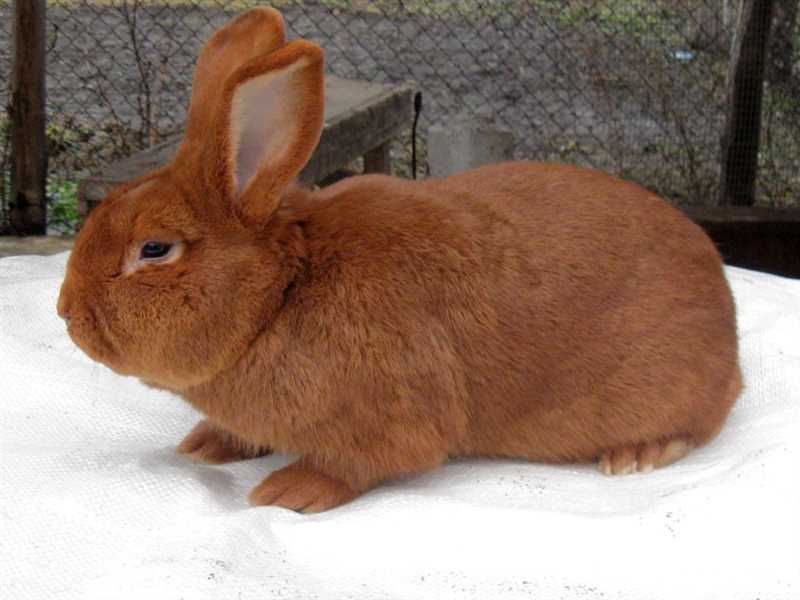 Болезни и заболевания рыжих кроликов