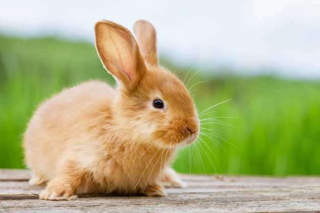 Еда и рацион рыжих кроликов