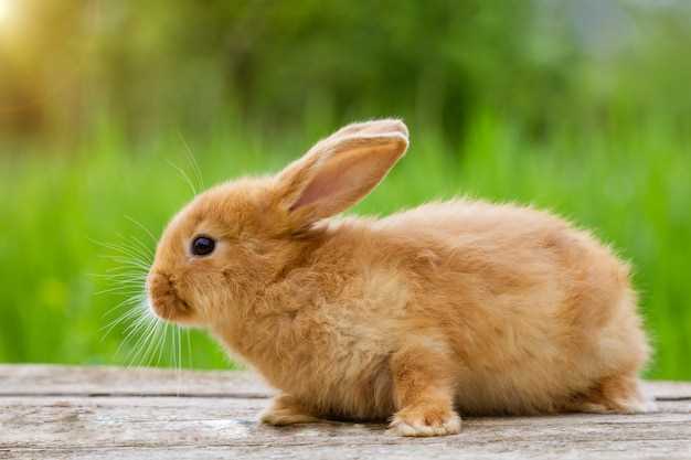 Контроль за пищевым рационом кролика