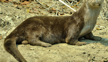 Род американских выдер (Lontra)