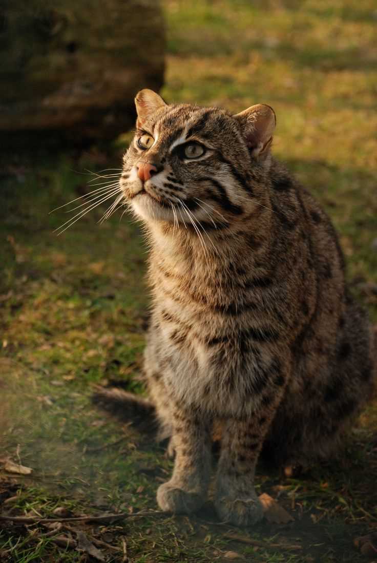 Особенности размножения диких кошек рода Prionailurus