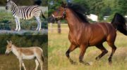 Род лошади, или настоящие лошади (Equus)