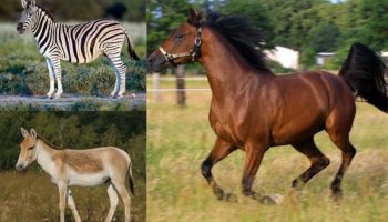 Род лошади, или настоящие лошади (Equus)