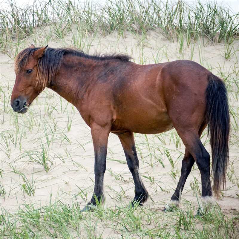 Поны (Equus ferus przewalskii)