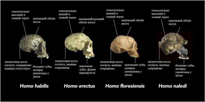 Язык Homo