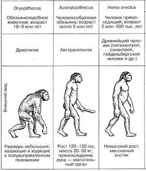Основные этапы эволюции рода Homo: