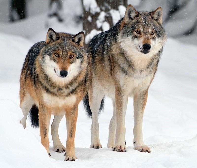 Пострадали ли волки от деятельности человека?