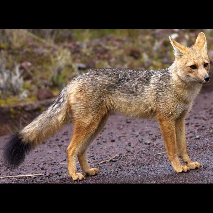 Особенности видов рода Южноамериканские лисицы: