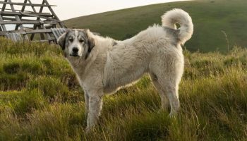 Румынская карпатская овчарка — особенности, здоровье, характер и выбор